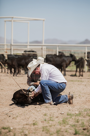 cowboy on a horse roping a calf and tagging its ear