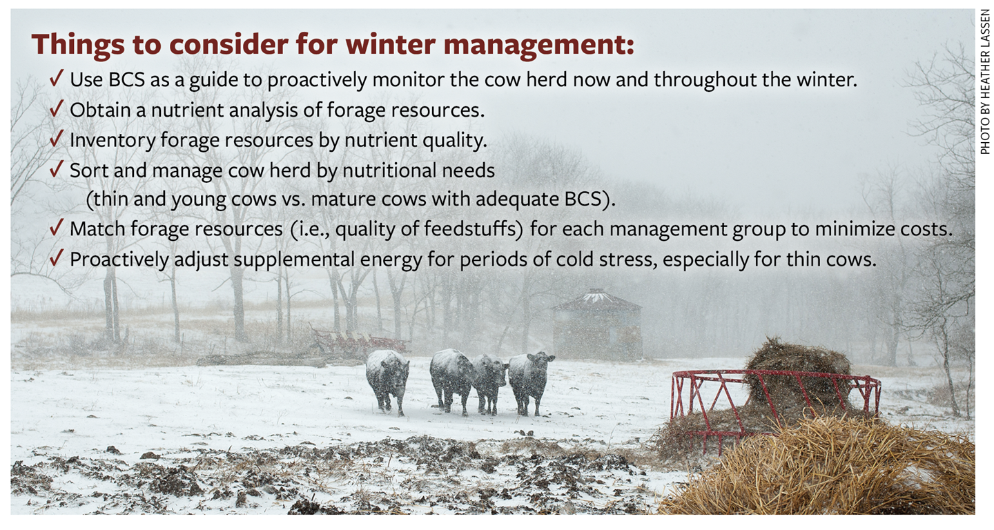 Things to consider for winter management