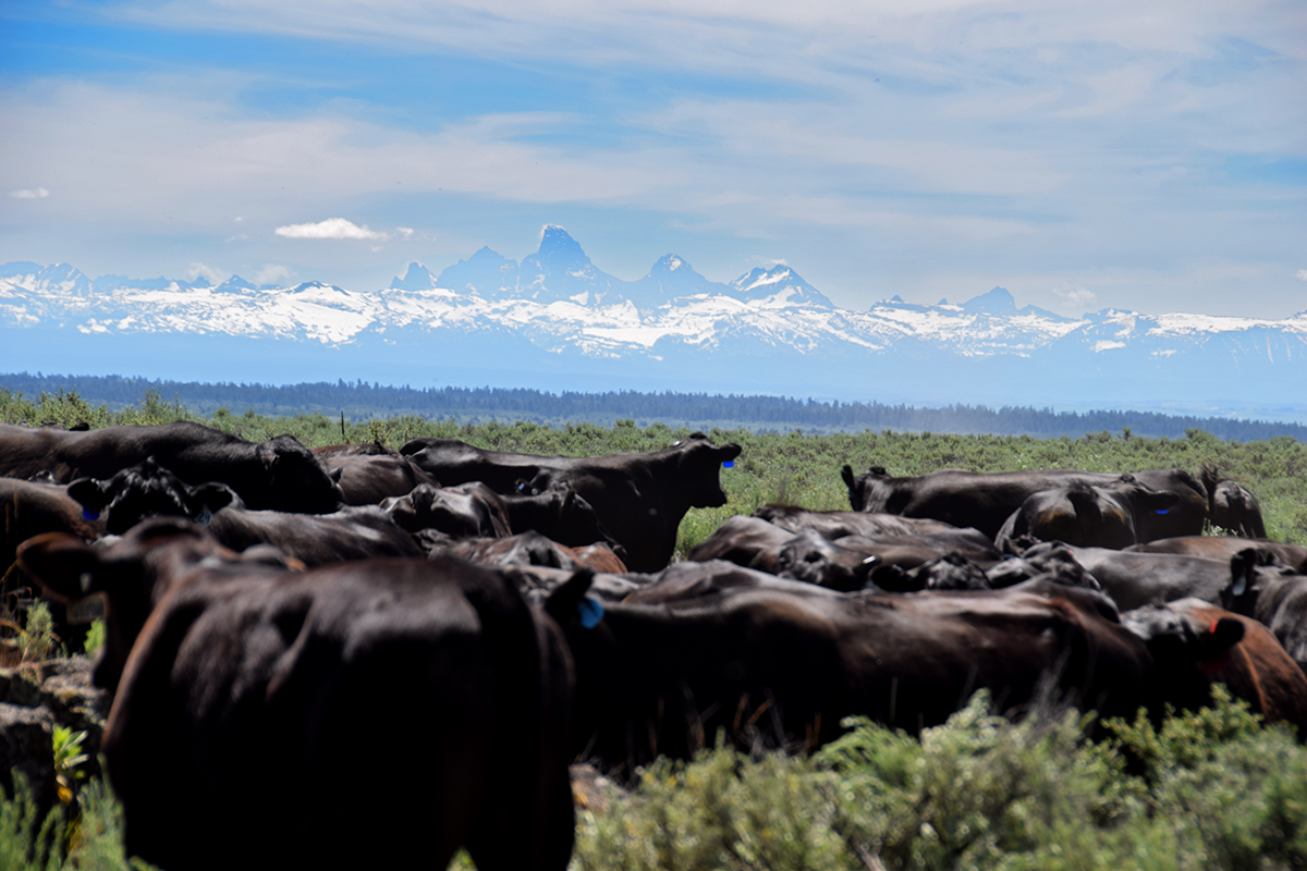 cattle on range