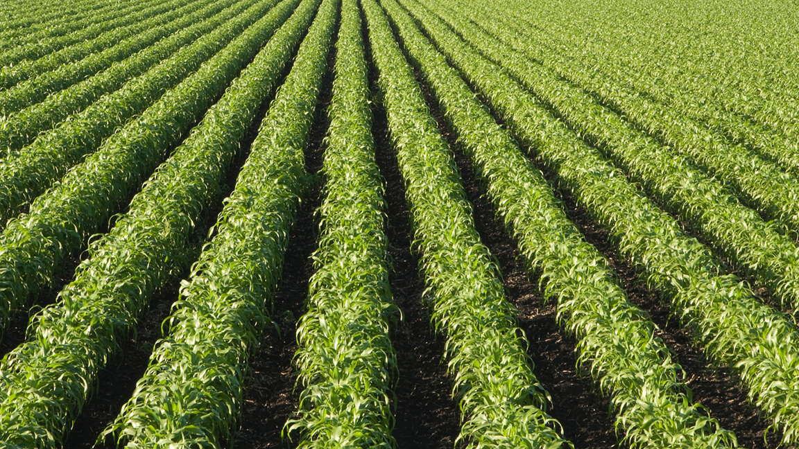 sorghum