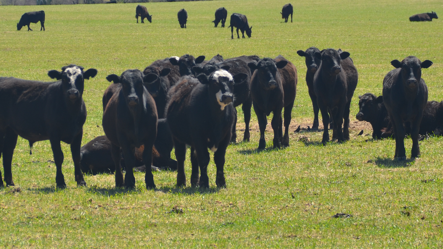 stockers on pasture
