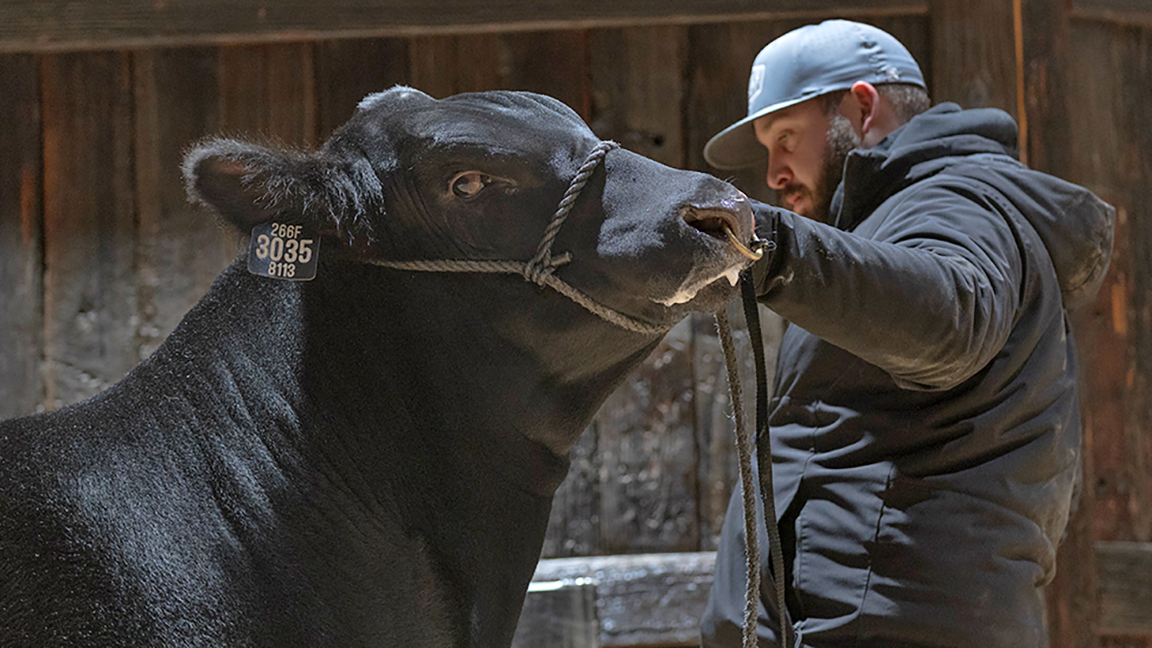 man & bull