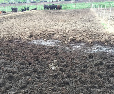 cattle in mud