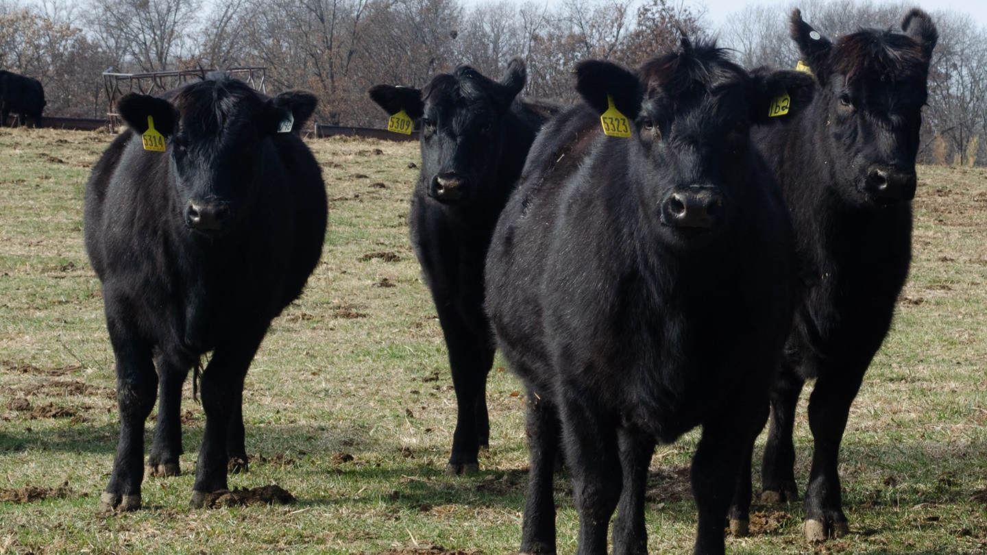 cattle