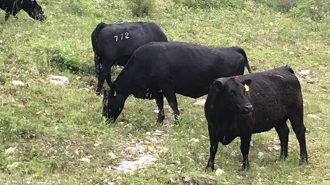 cows