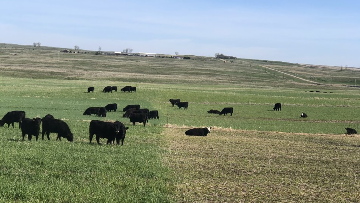 Cover crops, including winter cereals, provide valuable soil-health benefits while creating excellent feed for livestock. [Photo by North Dakota State University.]