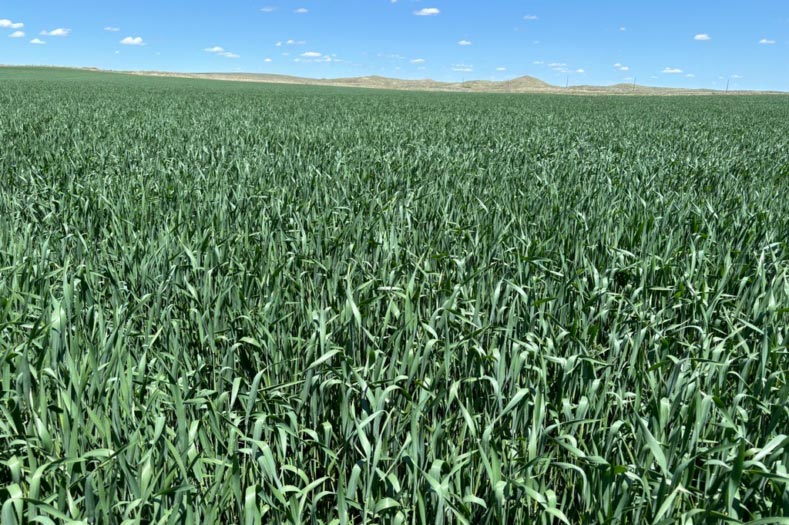 MTF 1435 (Forage Winter Wheat)