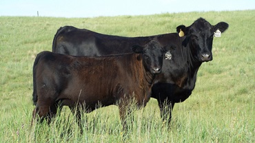 cow and calf on pasture