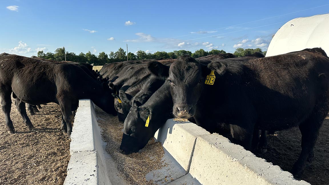 cattle eating from a bunk