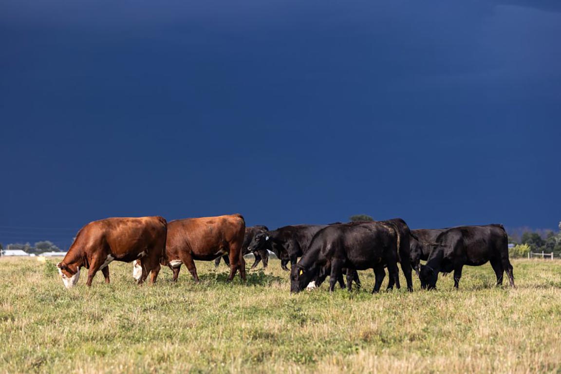 cattle eating in a field