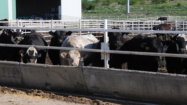 cattle in a bunk