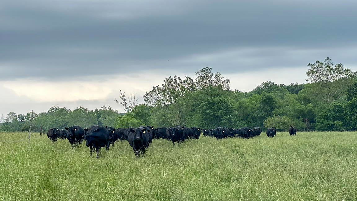 cattle in tall grass