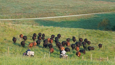 Cattle in the field