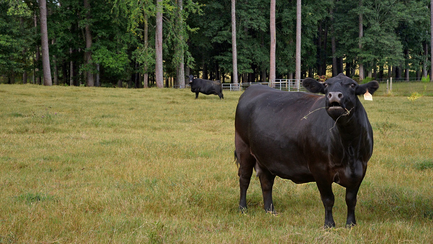 cow on pasture