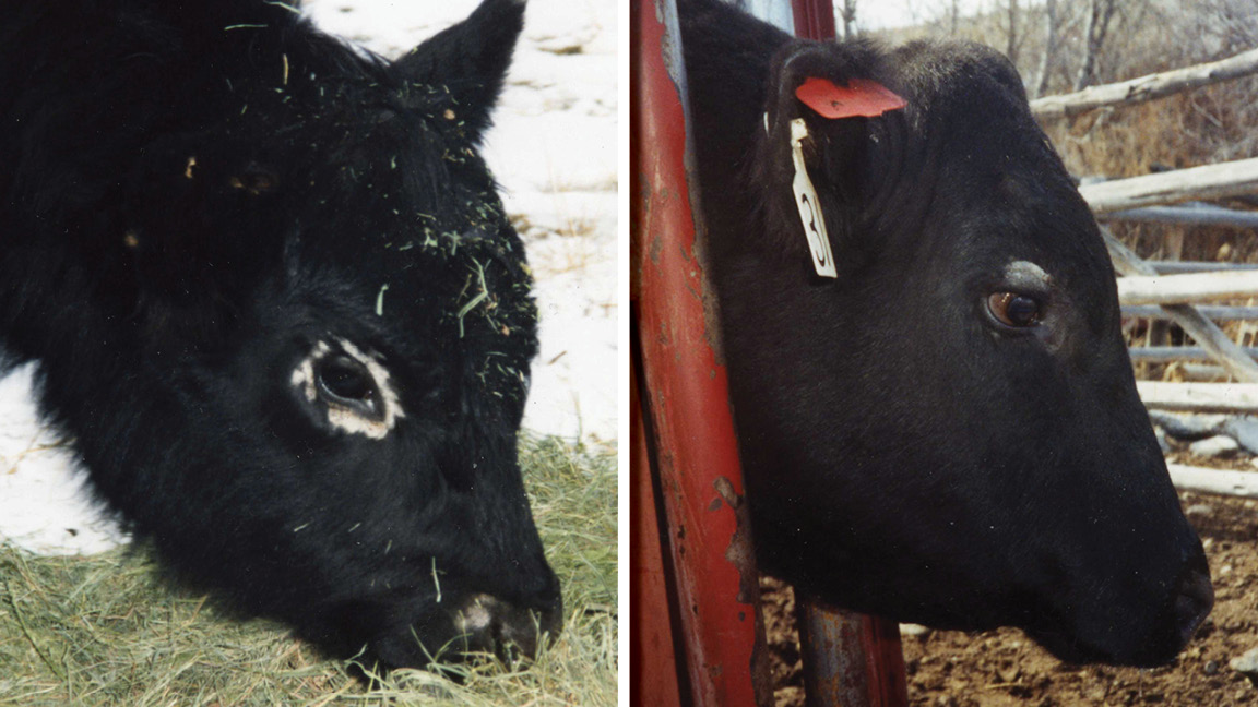 ringworm on cattle