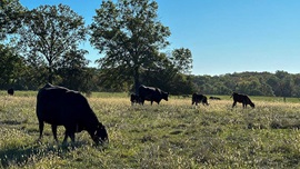 cows grazing