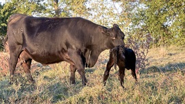 old cow with calf