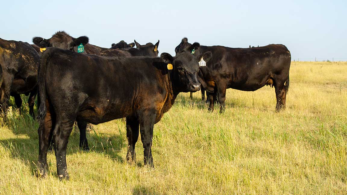 cows grazing
