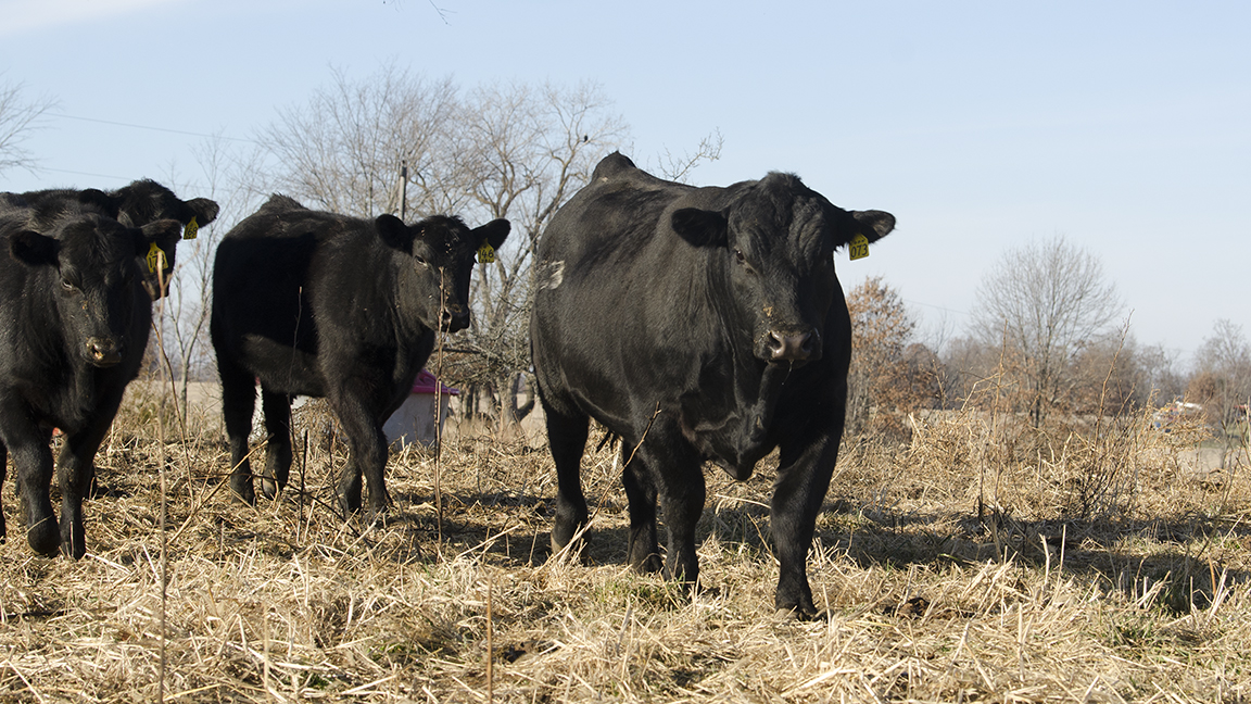 young bulls walking