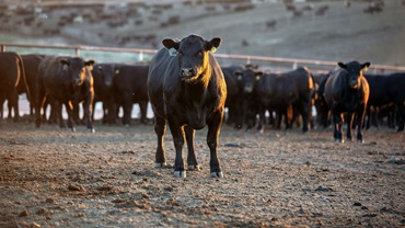 steer in feedlot