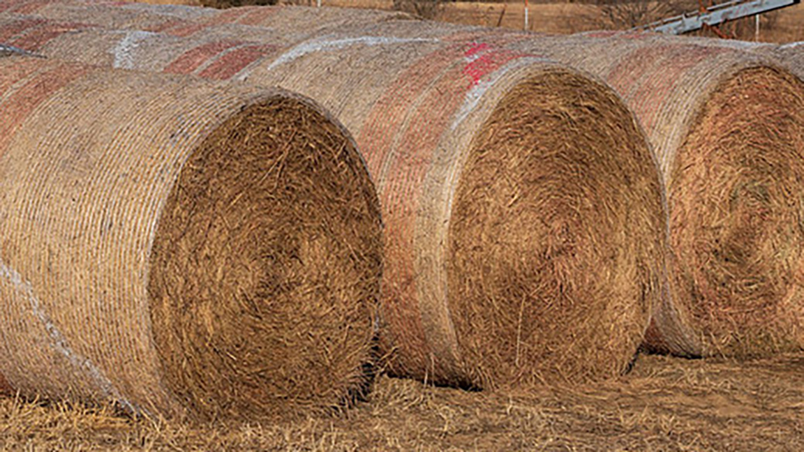 wrapped hay bales