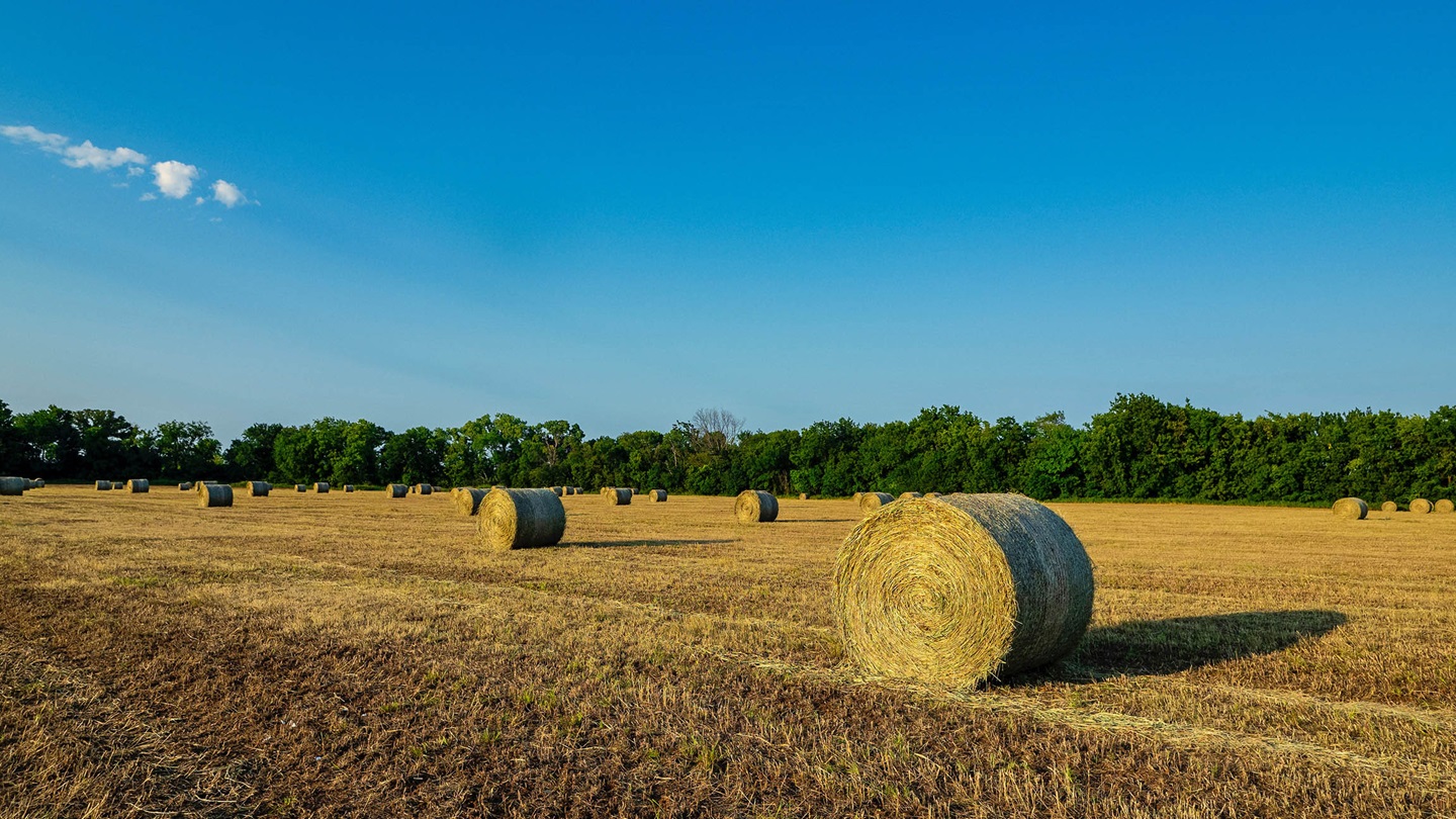 Extra forage can be baled into late summer and early fall, but the hay’s lower nutrient levels later in the season might not be worth the time and expense. (Photo by Todd Johnson, OSU Agriculture)