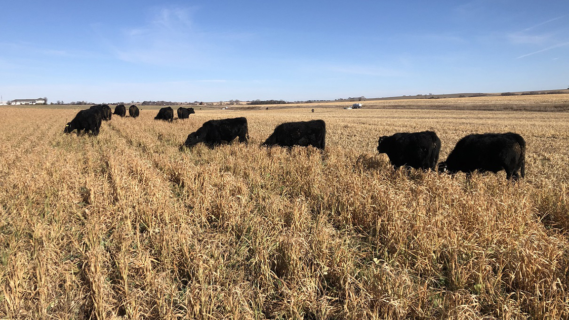 Cattle grazing