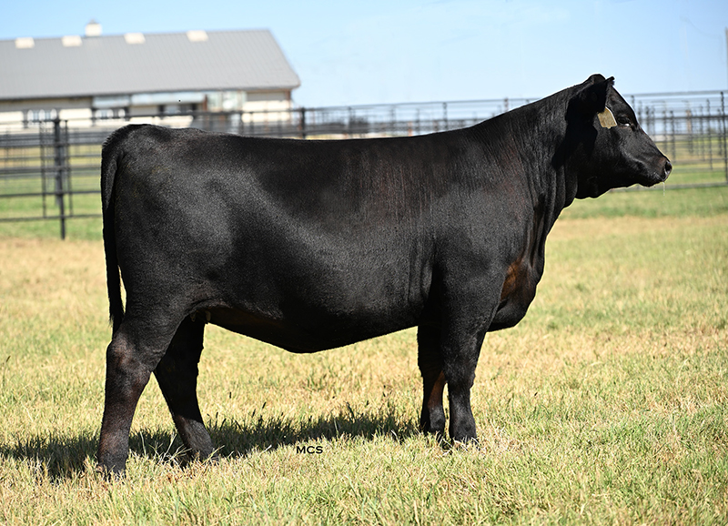 Foundation Heifer