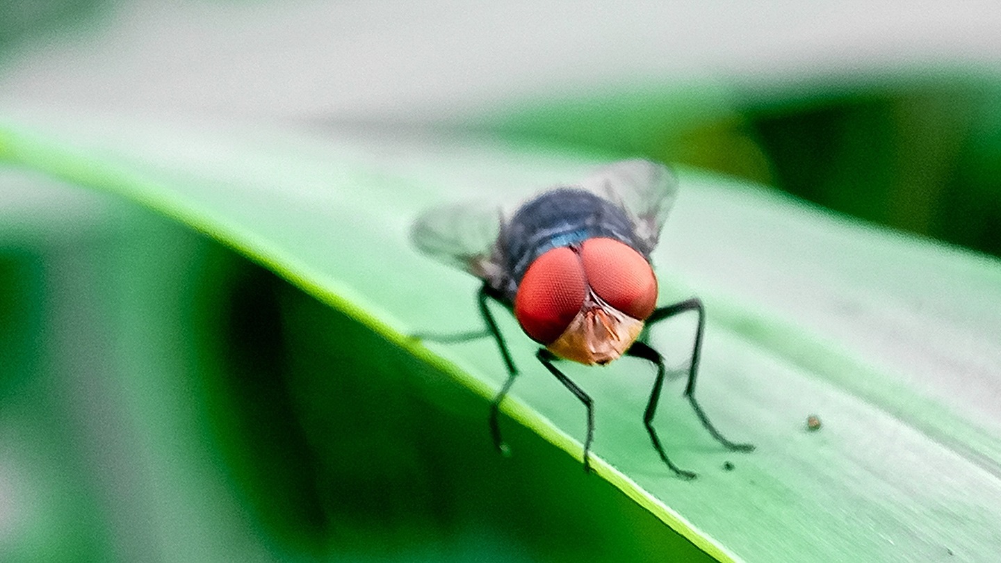 screwworm fly
