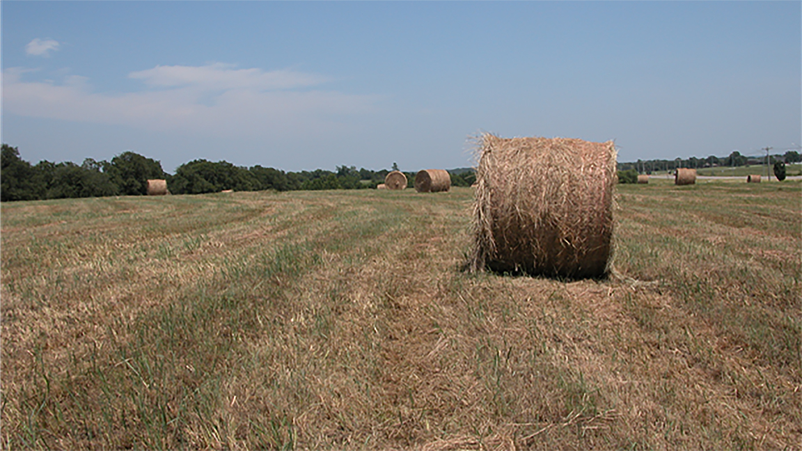 hay