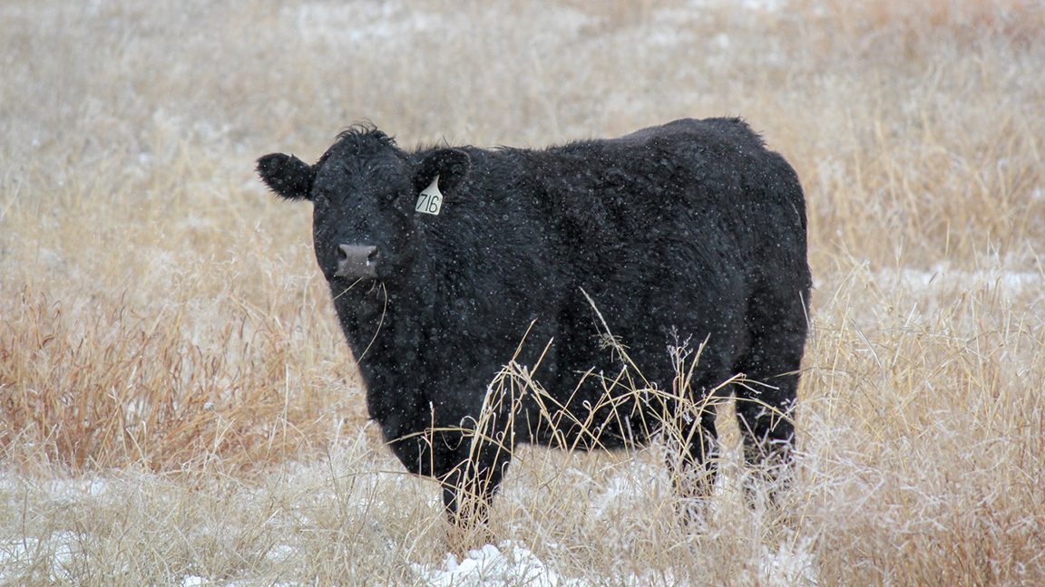 cow in snow