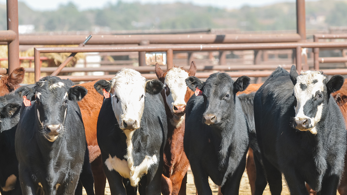 stockyard