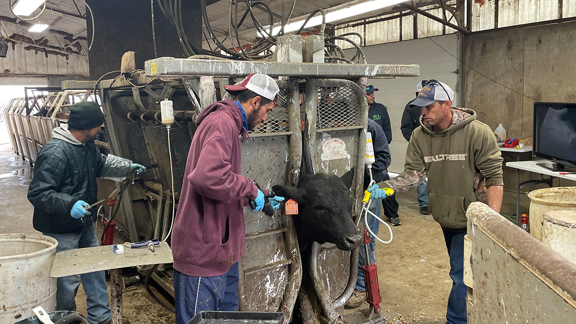 men processing cattle