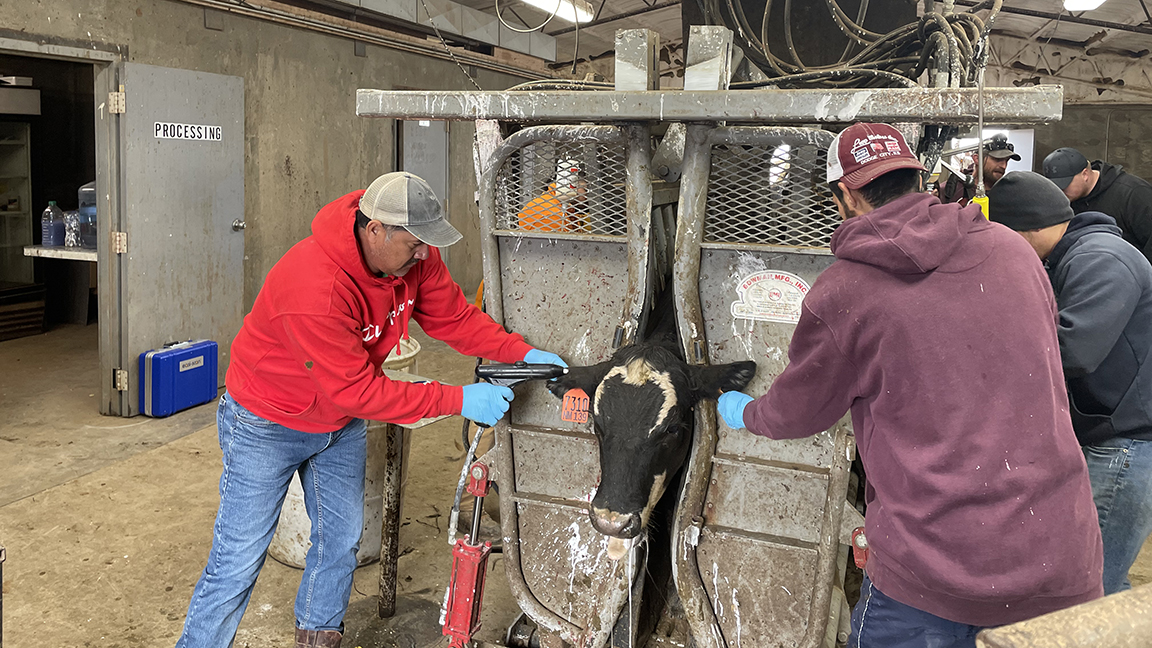 men processing cattle