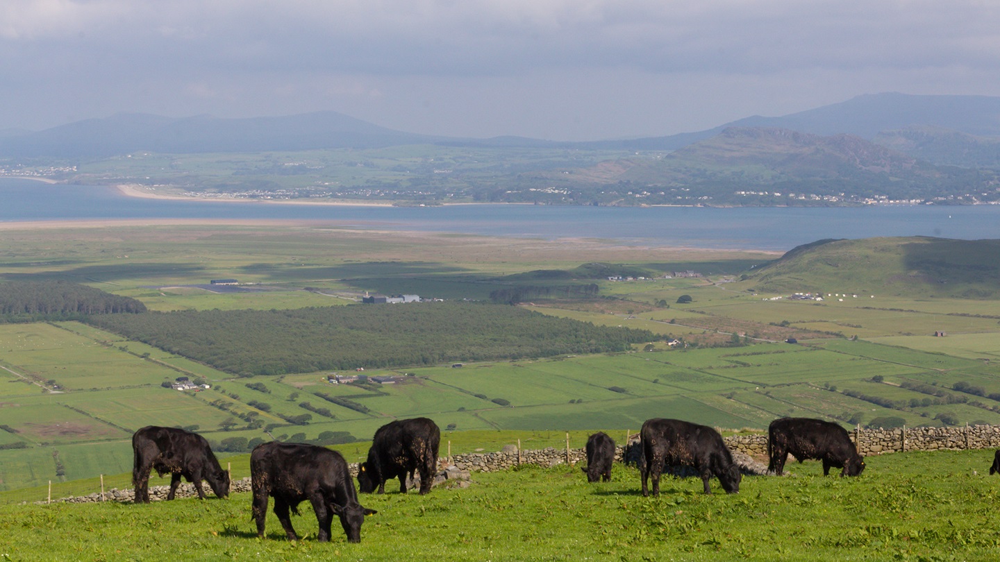 cattle on hill
