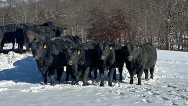young bulls