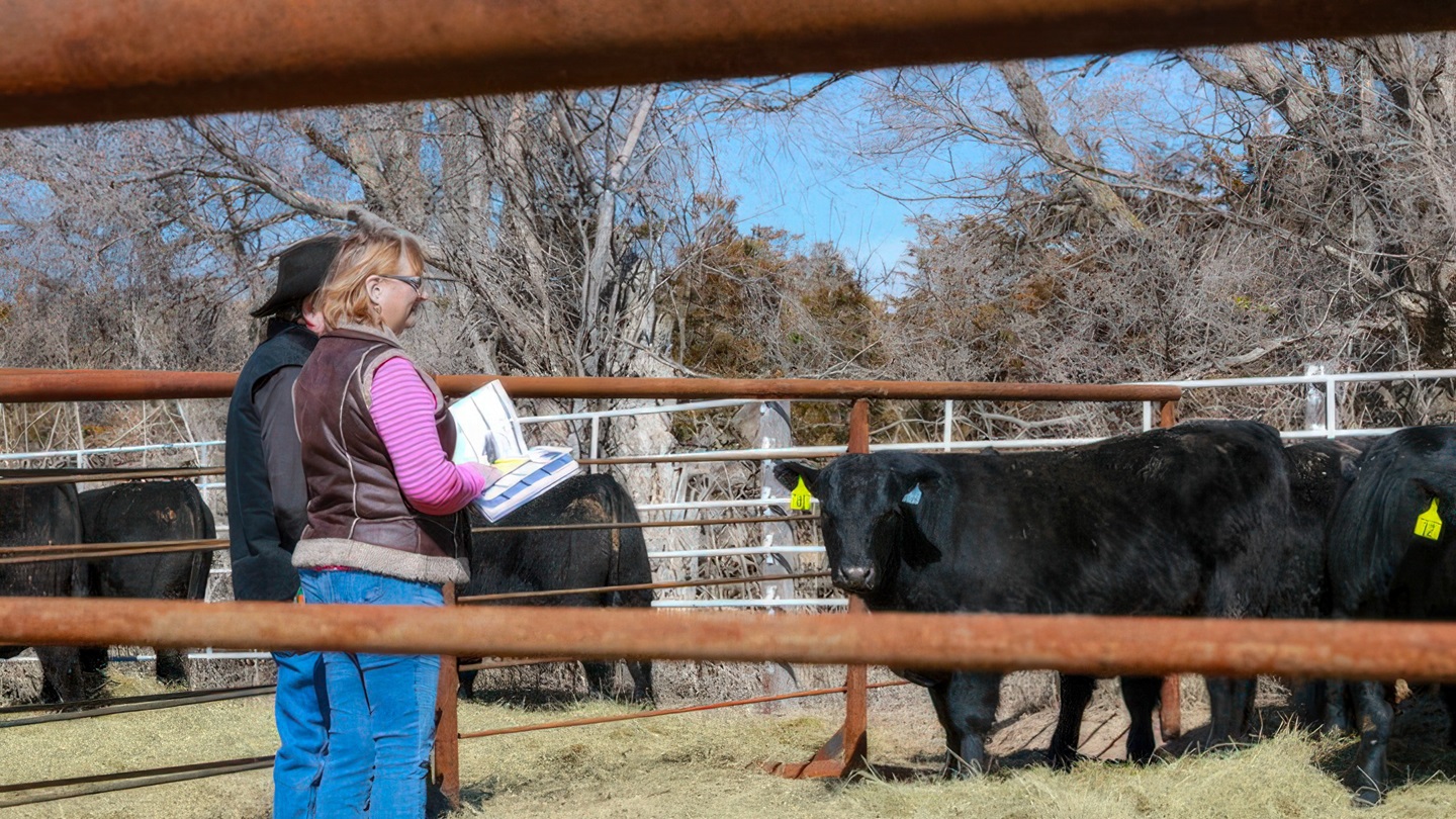 Bull Selection