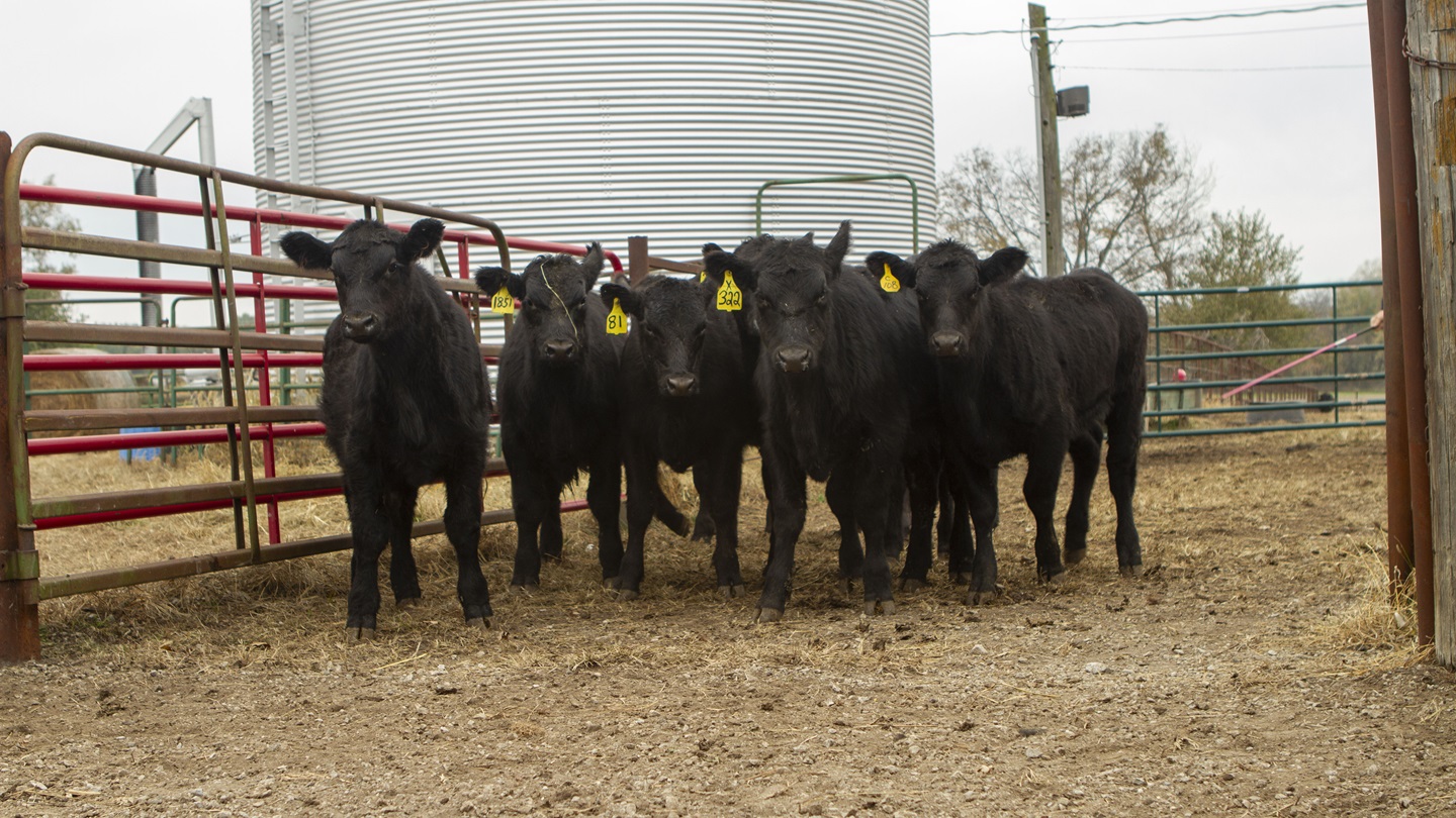 cattle in pin