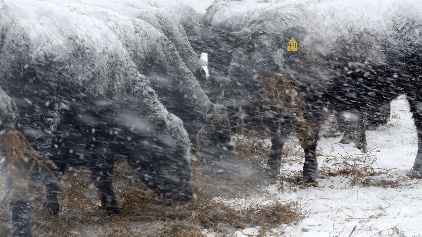 cattle in snow