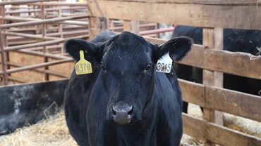 heifer