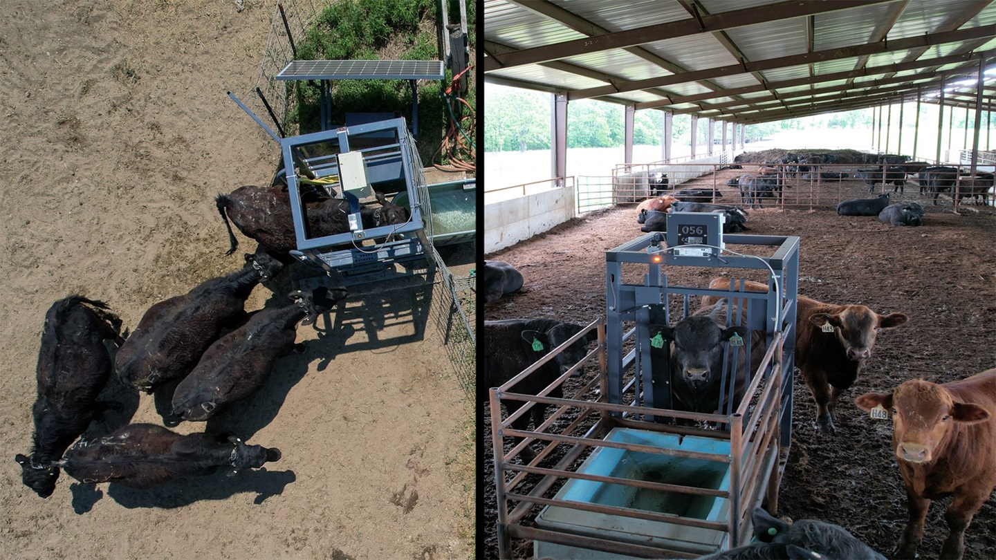 cattle on scale