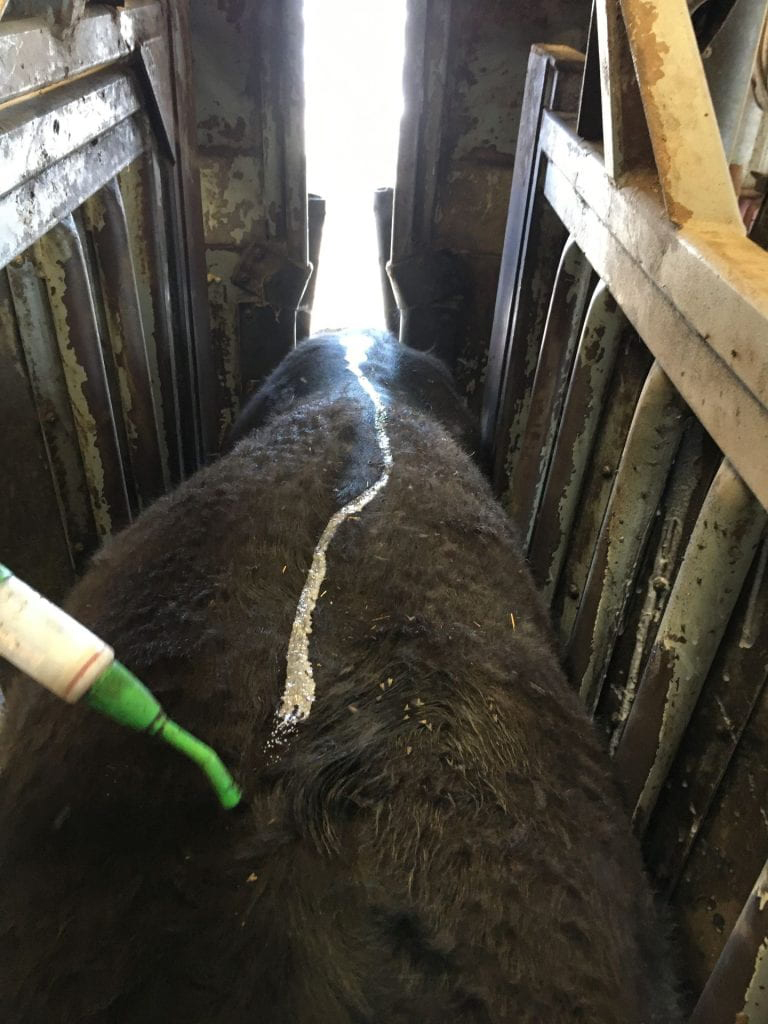 lice on a cow