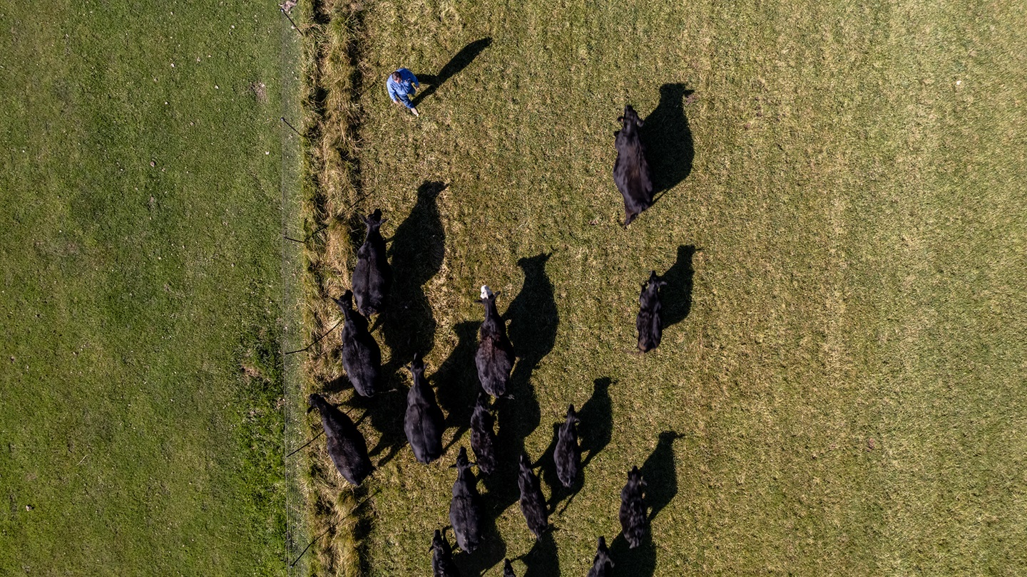 herding cattle