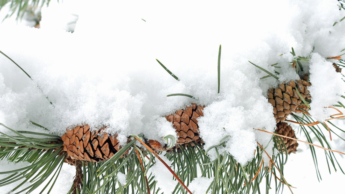 Pine-Needles