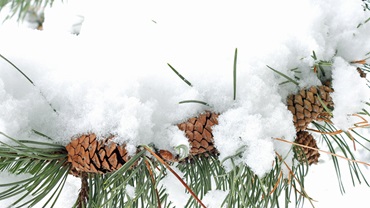 Pine-Needles