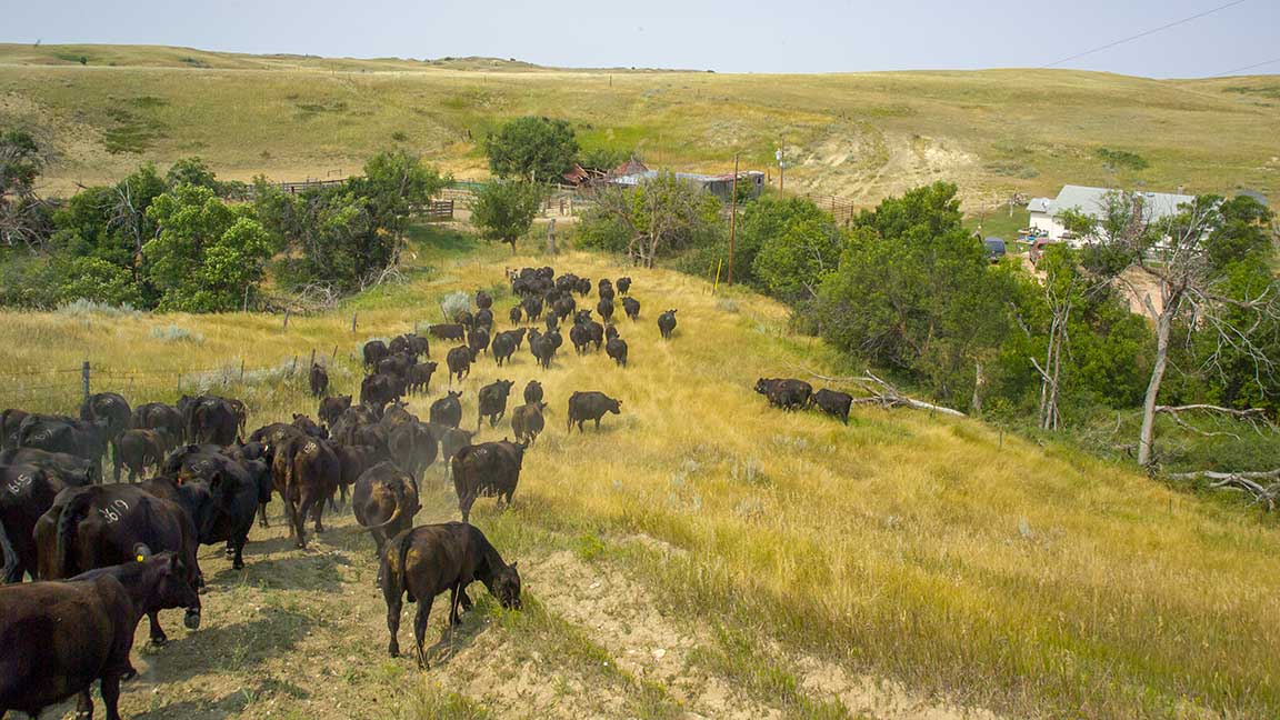 cattle