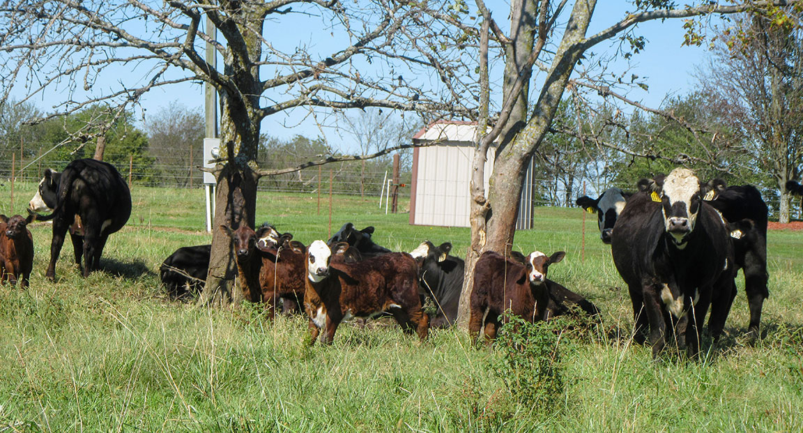 calves