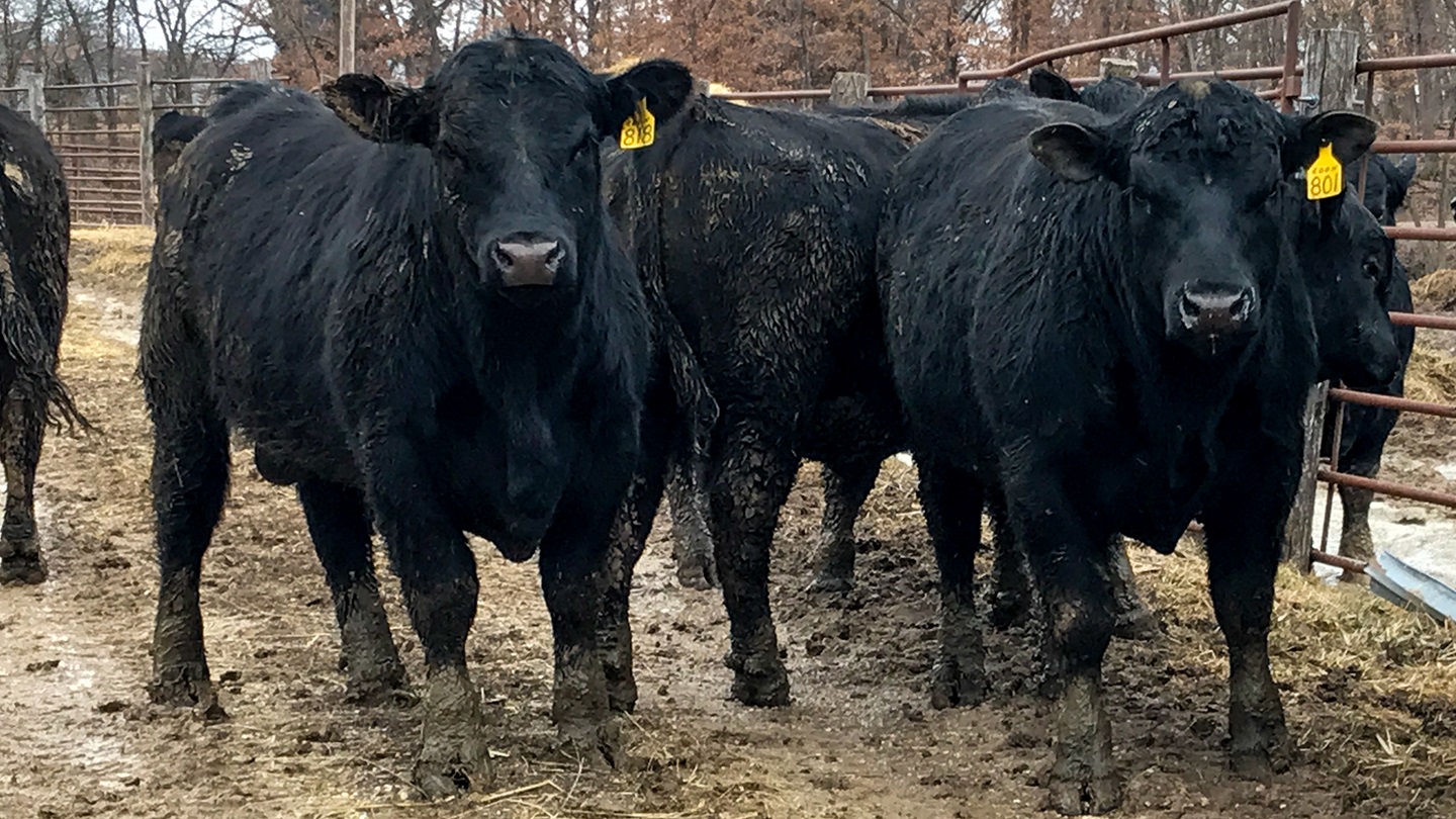 young bulls