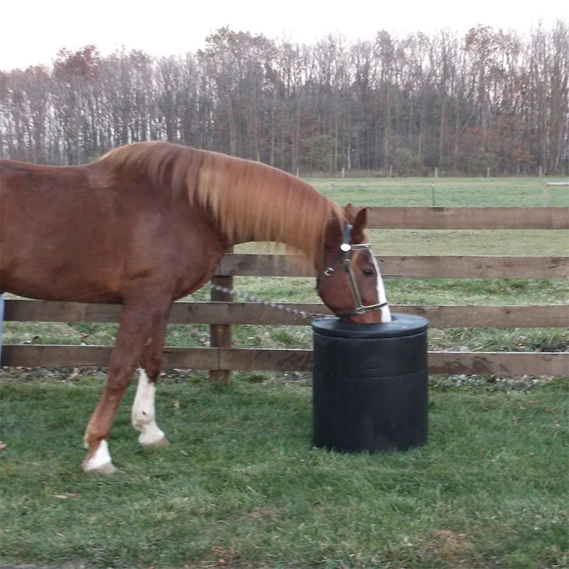 horse drinking