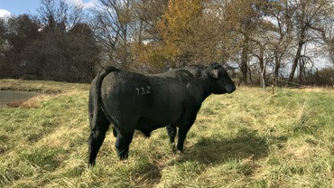 bull on pasture